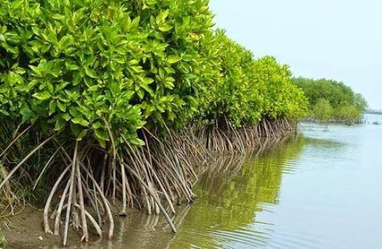 Buah Mangrove Sebagai Sumber Pangan Alternatif